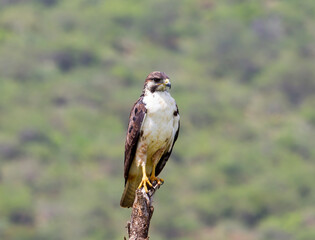 An Auger Buzzard perched in a tree. Taken in Kenya