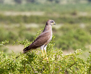 An African Goshawk perched in a tree. Taken in Kenya