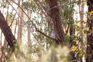 A pair of Tawny Frogmouth birds huddled together on a branch of a tree.