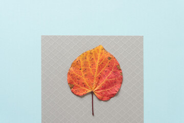 autumn leaf isolated on a silver-gray and light blue background