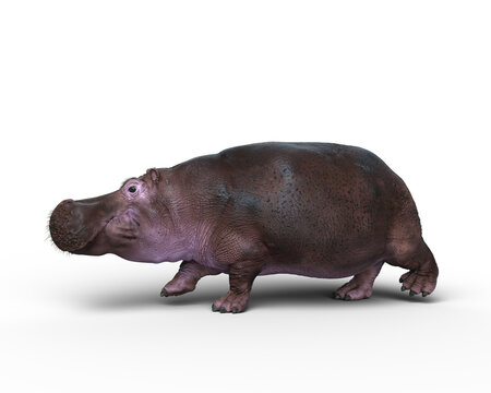 3D rendering of a Hippopotamus walking isolated on a white background.