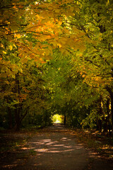 Naklejka premium tunnel of trees in the autumn in the forest