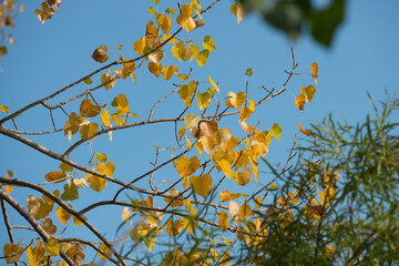 autumn leaves against blue sky