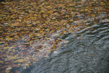 autumn leaves floating on water