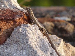Animal em fernando de noronha