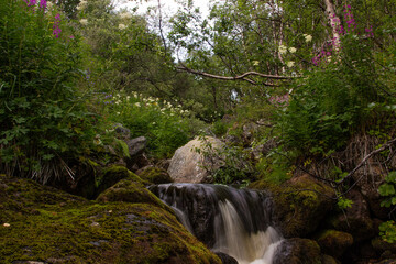 waterfall in the forest.