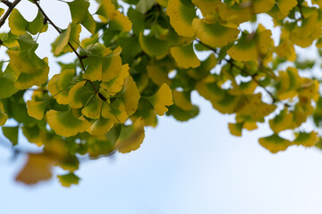 autumn ginkgo leaves and blue sky