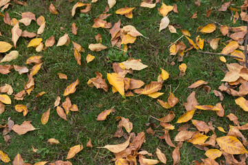 autumn leaves on the ground