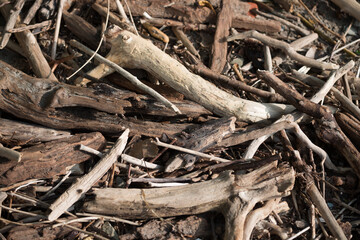 driftwood on the beach after a storm