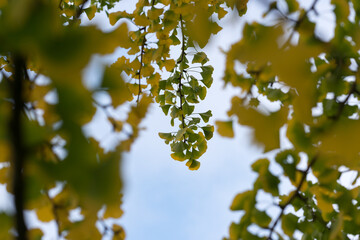 autumn ginkgo 