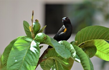 Encontro - Variable Oriole