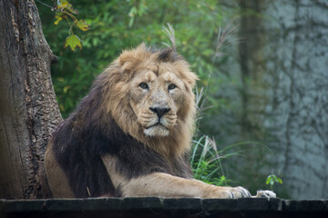 Plakat Portrait of male lion lying in a zoologic park