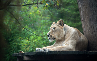 Portrait of wild female lion in a zoologic park
