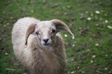 Portrait of male goat standing in a meadow