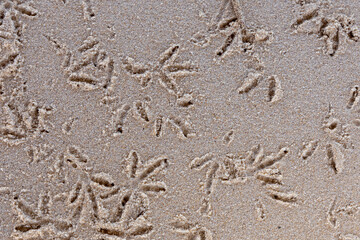 abstract Bird footprints in the sand at the beach