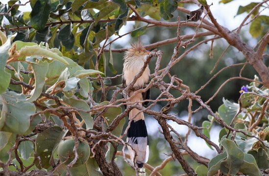 Guira Cuckoo - anu branco