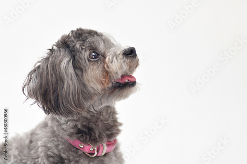 上を見上げる犬の顔 上を見上げるミックス犬の顔 ミックス犬 プードル マルチーズ の横顔 犬の横顔 Animal Poster Anim 治 三谷