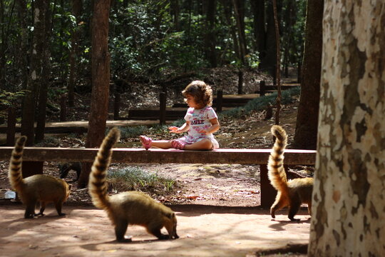 crian&ccedil;a com quatis
