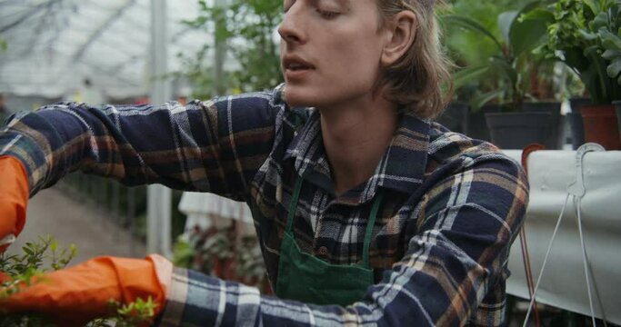 A young male florist prunes a potted plant using a pruner