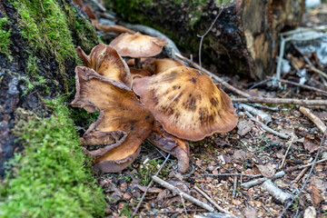 Honey Fungus mushrooms growing in the forest, taken in Grand Portage State Park Minnesota