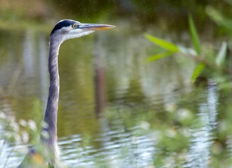 blue heron