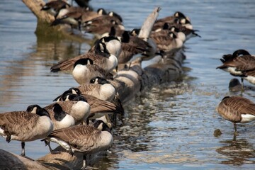 ducks in a row