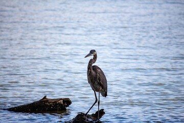 blue heron
