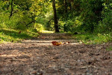 Trail