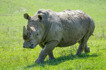 Large Male Southern White Rhino