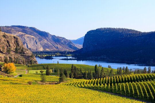 Blue Mountain Vineyard McIntyre Bluff Vaseux Lake