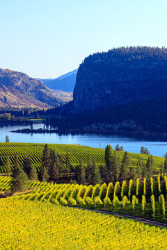 Blue Mountain Vineyard McIntyre Bluff Vaseux Lake