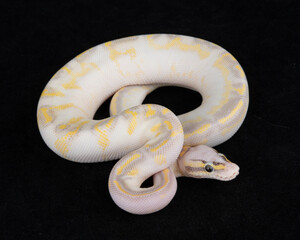 Captive Bred ball Python on Black background