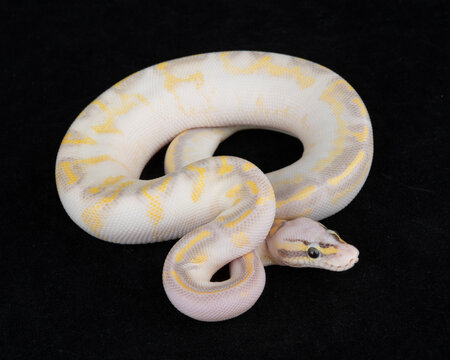 Captive Bred ball Python on Black background