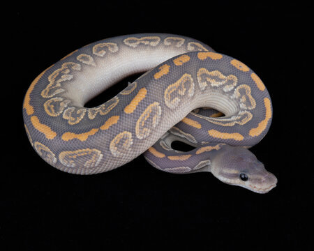 Captive Bred ball Python on Black background