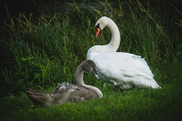The Swan Mom and Swan Child look at each other.