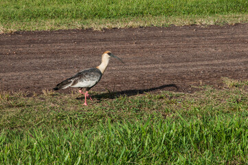 Fototapeta premium Corucaca strolling on the edge of a dirt road