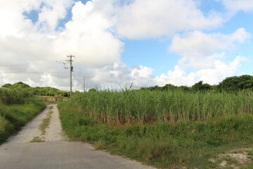 Fototapeta na wymiar 沖縄 真夏のサトウキビ畑と青空