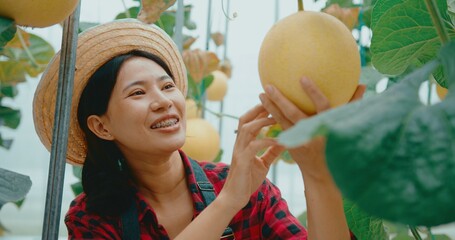 Young beautiful female farmer in apron and straw hat holding and checking the quality of an organic melon that grown in the hydroponic system.