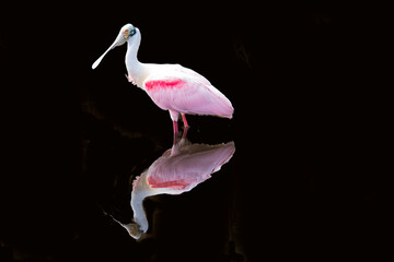 Roseate Spoonbill reflecting against black background