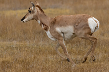 Pronghorn Antelope