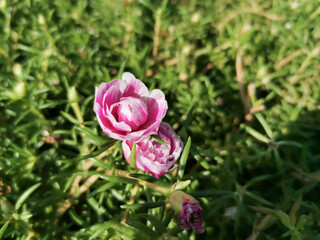 Pink Moss-rose purslane flower, also called bombay silk flower, portulaca grandiflora, nine o'clock flower. In Indonesia, it's called krokot mawar
