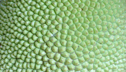 Jackfruit Bark Closeup Green background