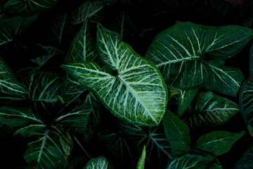 Naklejka na ściany i meble tropical green plant leaves as background