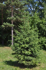 Two young firs trees on the edge of the forest in the park