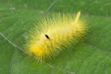 Yellow hairy caterpillar on a green leaf