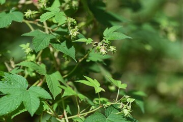 Jpanese hop (Humulus japonicus) flowers. Cannabaceae dioecious annual vine plants. The flowering season is from September to October, and male flowers are the cause of autumn pollinosis. 