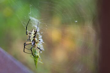 Creepy Spider