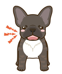 威嚇するフレンチブルドッグ（ブリンドル）