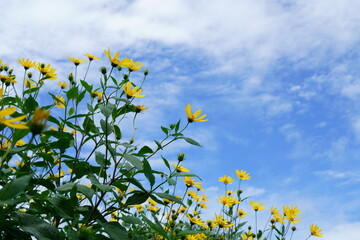 青空を背景にキクイモの黄色い花が咲く