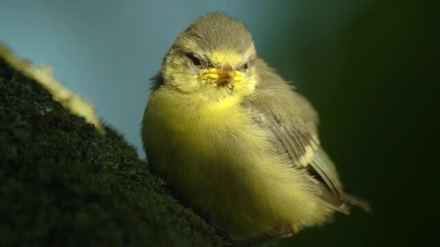 Closeup young screaming passerine bird begging for food in treetop during sunset golden hour.